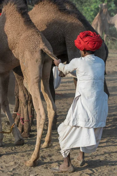 印度普什卡 2018年11月14日 位于印度拉贾斯坦邦普什卡附近的普什卡卡梅尔 Pushkar Camel Mela 印度男子和骆驼在萨尔沙漠中 这是世界上最大的骆驼交易会 — 图库照片