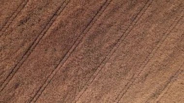 Kuru mısır tarlasında uçuyor, Ukrayna, Avrupa. Güneşli bir günde sonbaharın hava manzarası. Kurutulmuş mısır yetiştiriciliği, tarım sektörü