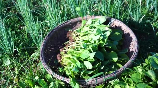 Plantas Verdes Una Canasta Mimbre Junto Huerto Pueblo Vegetariano Cerca — Vídeos de Stock