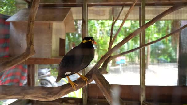 Gracula Religiosa Myna Bird Talking Cage Thaïlande Myna Commune Colline — Video