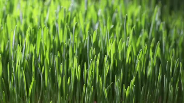 Fundo Grãos Trigo Germinados Verdes Close Gira Conceito Alimentação Saudável — Vídeo de Stock