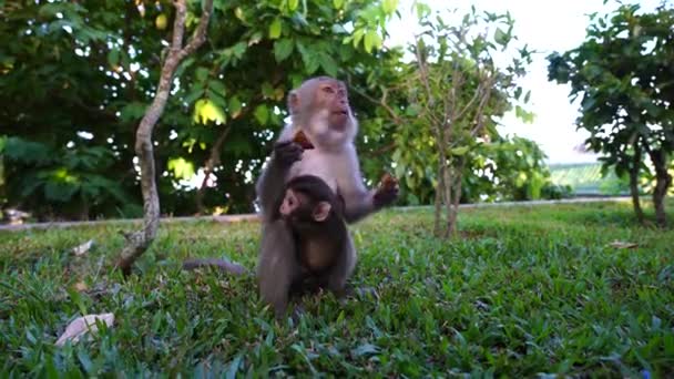 Wilde Affenmutter Mit Ihrem Baby Park Isst Essen Das Touristen — Stockvideo