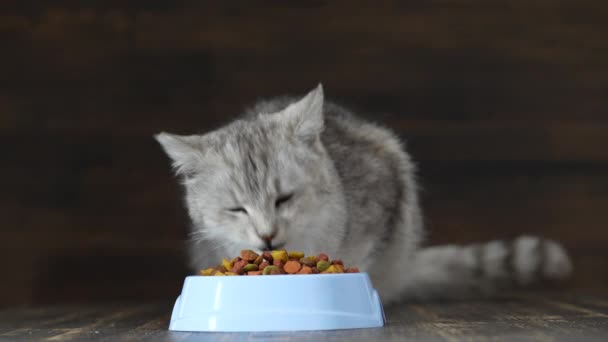 Симпатичная Серая Кошка Ест Сушеную Пищу Голубой Пластиковой Миски Закрывается — стоковое видео