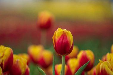 Rengarenk kırmızı ve sarı laleler. Bahar çiçekleri tarlası. Çiçekli yatak laleleri Danang, Vietnam 'da.