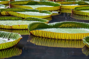 Mauritius Adası 'ndaki botanik bahçesinde dev bir nilüfer çiçeği. Victoria amazonica ya da Victoria regia, kapatın.