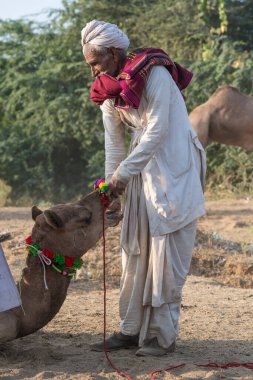Pushkar, Hindistan - 14 Kasım 2018: Hindistan 'ın kutsal şehri Pushkar, Rajasthan yakınlarındaki Pushkar Camel Mela sırasında çölde yaşayan Hintli erkek ve deve. Bu fuar dünyanın en büyük deve ticaret fuarı.
