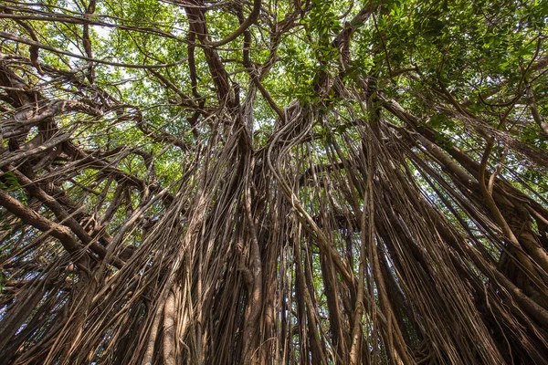 Παλιά Αρχαία Banyan Tree Μακρά Ρίζες Που Ξεκινούν Από Την — Φωτογραφία Αρχείου