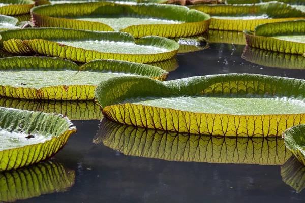 Lirio Agua Gigante Jardín Botánico Isla Mauricio Victoria Amazonica Victoria — Foto de Stock