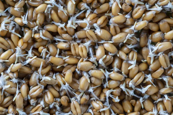 Background Germinated Wheat Grains Close Top View Healthy Food Concept — Stock Photo, Image