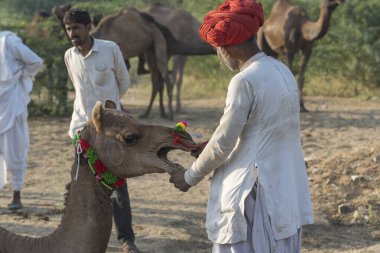 Pushkar, Hindistan - 14 Kasım 2018: Hindistan 'ın kutsal şehri Pushkar, Rajasthan yakınlarındaki Pushkar Camel Mela sırasında çölde yaşayan Hintli erkek ve deve. Bu fuar dünyanın en büyük deve ticaret fuarı.
