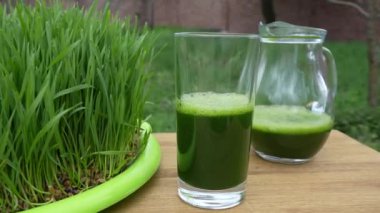 Healthy organic green detox juice from grass of green germinated wheat grains, close up, rotates, outdoors. Green leaves of young wheat and wheatgrass juice