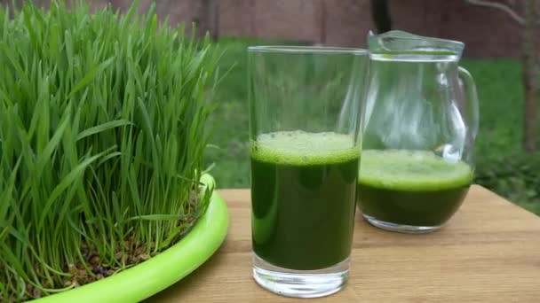 Healthy Organic Green Detox Juice Grass Green Germinated Wheat Grains — Stock video