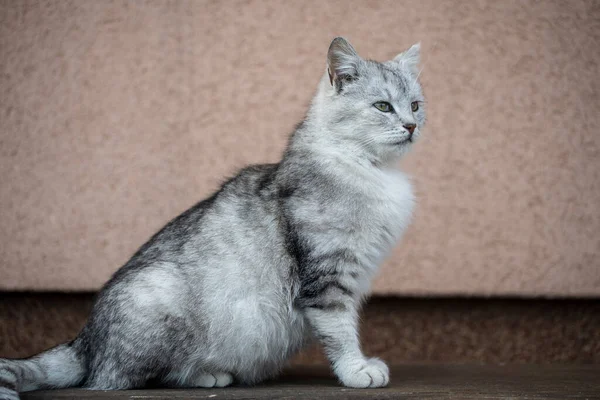 在木制长椅上的苏格兰纯正猫的美丽肖像 灰色条纹苏格兰直毛猫 — 图库照片
