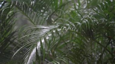 Yaz günü, Koh Phangan, Tayland 'daki büyük yeşil palmiye yapraklarına tropik yağmur damlaları düşer. Asya 'da yağmur mevsimi