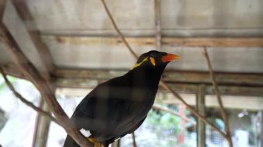Gracula religiosa Myna kuşu Tayland 'da bir kafeste konuşuyor. Eskiden Güney Asya ve Güneydoğu Asya 'da yaşayan ve Myna Dağı olarak bilinen yaygın tepe mitolojisi veya Gracula dindarlığı. Ses var.