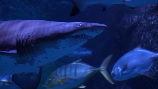 Close Great Shark Swimming Underwater Inhabitants Sea World — Stock Video