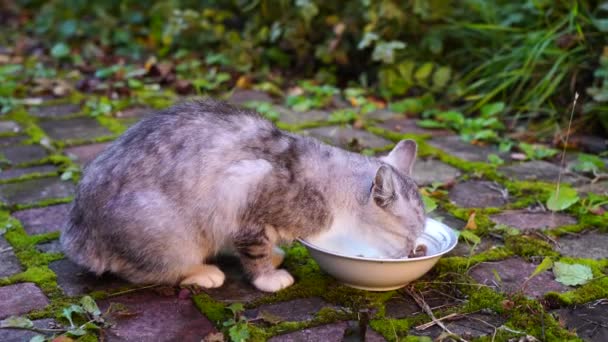 Głodny Szary Kot Zjada Jedzenie Talerza Podwórku Zbliżenie — Wideo stockowe
