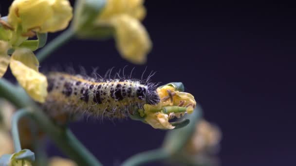 Oruga Mariposa Col Sobre Brócoli Verde Con Flores Amarillas Sobre — Vídeo de stock