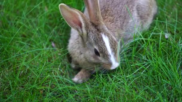 Молодой Милый Кролик Зеленой Траве Ест Закрыть Анимация Концепция Природы — стоковое видео