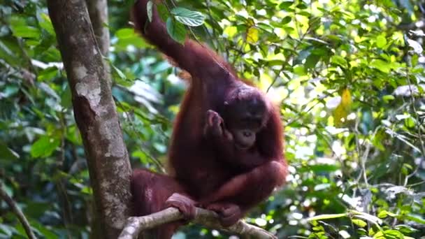 Wild Endangered Orangutan Rainforest Island Borneo Malaysia Close Orangutan Monkey — Stock Video