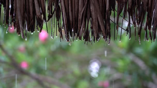 Tropische Zomer Regen Valt Grote Regendruppels Vallen Stro Dak Tuin — Stockvideo