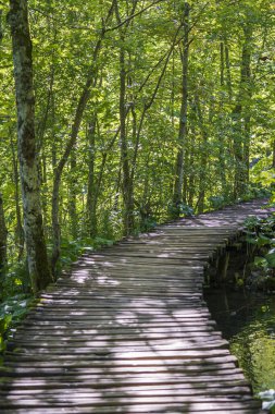 Plitvice gölleri ve Ulusal Park 'taki dağ ormanları boyunca tırabzanlar olan ahşap bir yol. Hırvatistan, Orta Avrupa, seyahat ve doğa kavramı