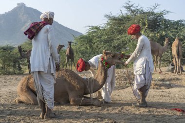 Pushkar, Hindistan - 14 Kasım 2018: Hindistan 'ın kutsal şehri Pushkar, Rajasthan yakınlarındaki Pushkar Camel Mela sırasında çölde yaşayan Hintli erkek ve deve. Bu fuar dünyanın en büyük deve ticaret fuarı.