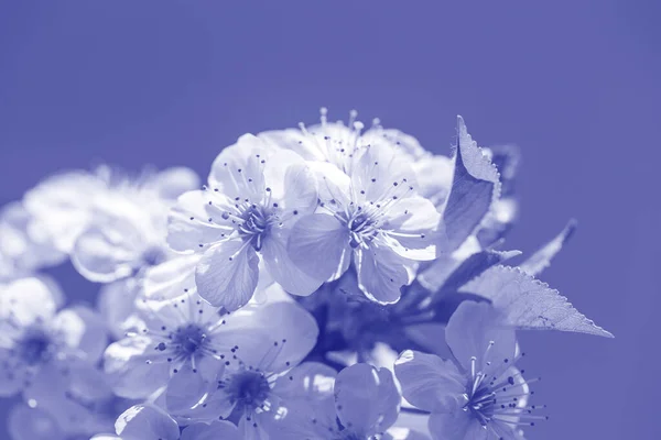 春天的一天 樱桃花在天空的背景上绽放 开花的果树 2022年的流行色彩 超紫罗兰的创作和情绪色彩的图片 — 图库照片
