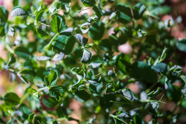 Pea Microgreens Background Top View Close Seed Germination Home Sprouting — Stock Photo, Image