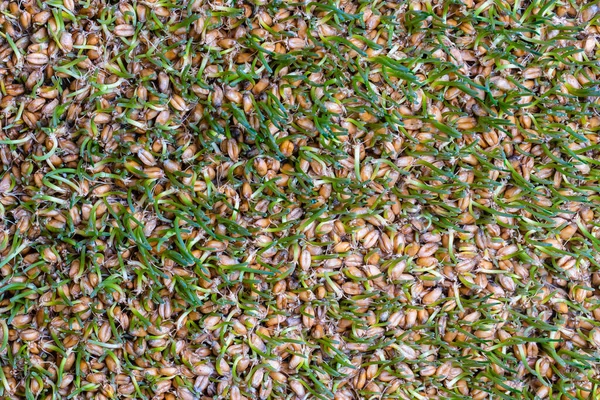 Background Germinated Wheat Grains Close Top View Healthy Food Concept — ストック写真