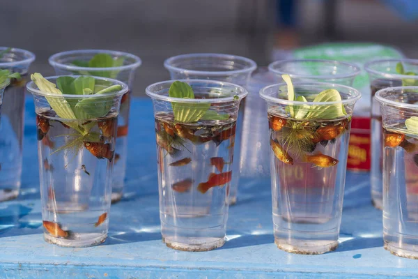 Live Decorative Fish Water Plastic Cup Sale Street Market Thailand — Fotografia de Stock