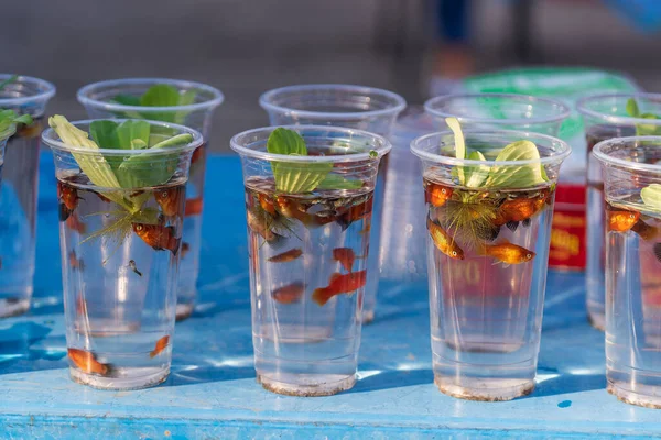 Tayland 'da bir sokak pazarında satılık plastik bardakta suda yaşayan dekoratif balıklar.