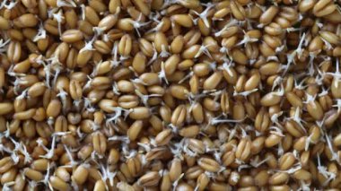 Tomurcuklanmış buğday tanelerinin arka planı döner, yakın plan, üst manzara. Sağlıklı gıda konsepti