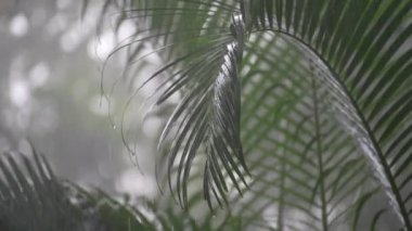 Yaz günü, Koh Phangan, Tayland 'daki büyük yeşil palmiye yapraklarına tropik yağmur damlaları düşer. Asya 'da yağmur mevsimi