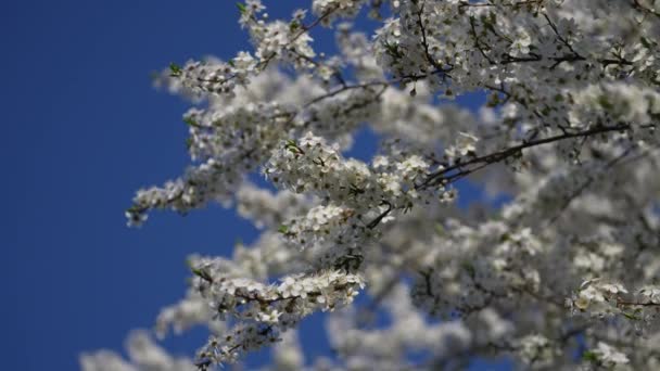 Primavera Ameixa Cereja Floresce Com Flores Brancas Florescimento Pomar Ramo — Vídeo de Stock