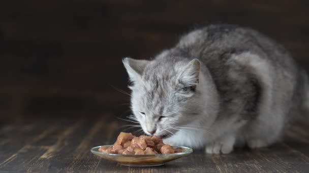 Cute Gray Cat Eats Wet Food Plate Close Healthy Cat — стоковое видео