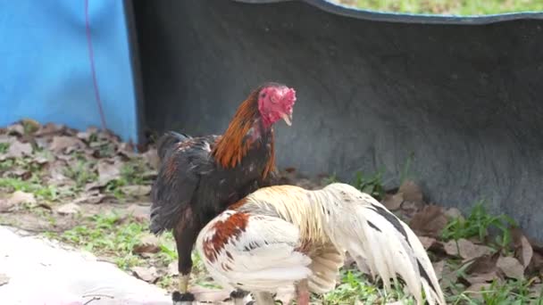 Two Angry Wild Roosters Fighting Close Island Koh Phangan Thailand — Stock Video