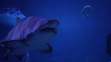 Su altında yüzen büyük köpekbalıklarına yaklaşın, deniz dünyasının sakinleri.