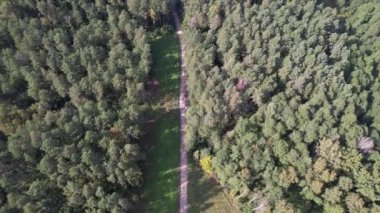 Yaz günü yeşil orman manzarasının havadan görünüşü. Kozalaklı ormanın doğal arka planı. Ukrayna, Avrupa. Seyahat ve doğa kavramı