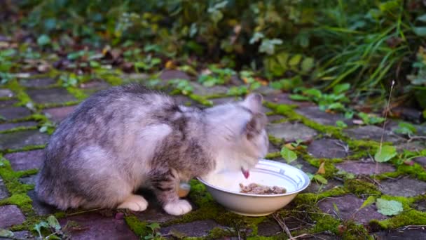 Gato Gris Hambriento Come Comida Plato Patio Cerca — Vídeos de Stock