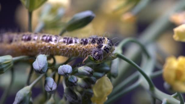 브로콜리 양배추 애벌레와 배경에 노란색 클로즈업 매크로 애벌레는 식물을 먹는다 — 비디오