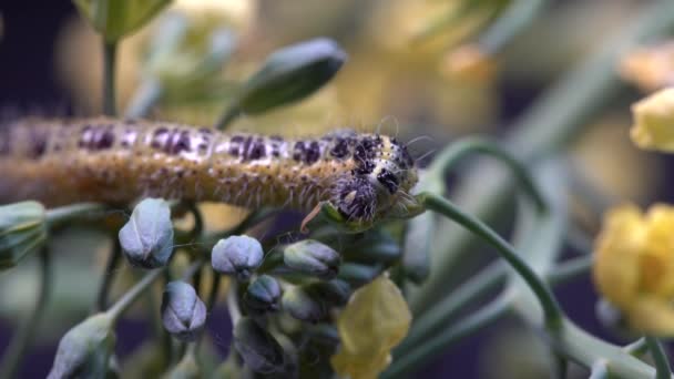 黒の背景に黄色の花を持つ緑のブロッコリーのキャベツ蝶の冬虫夏草 マクロを閉じます キャタピラーは植物 — ストック動画