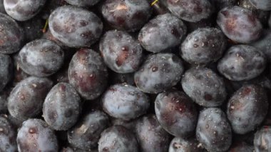 Su damlalı bir sürü taze mavi erik meyvesi döner. Taze, mavi, ıslak eriklerin dokusu. Kapat, üst görünüm