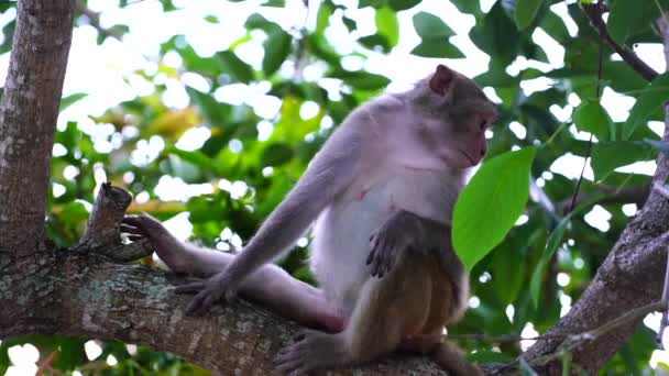 Wild Monkey Family Rainforest City Nang Vietnam Wild Monkeys Nature — Stockvideo