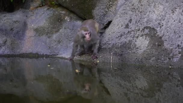 Familia Monos Salvajes Roca Con Estanque Cerca Ciudad Nang Vietnam — Vídeos de Stock