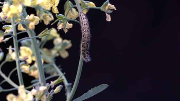 브로콜리 양배추 애벌레와 배경에 노란색 클로즈업 매크로 애벌레는 식물을 먹는다 — 비디오