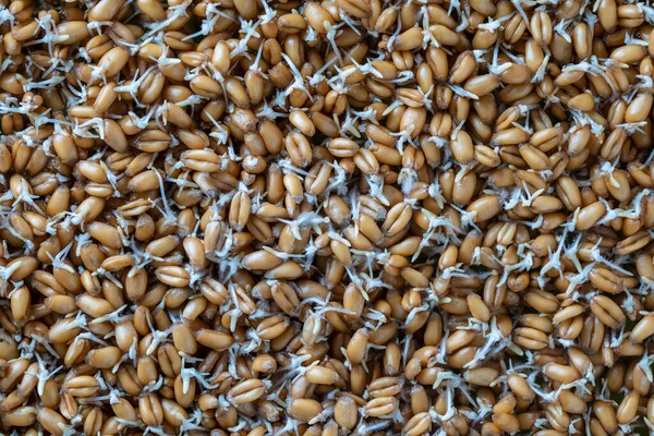 Hintergrund Gekeimter Weizenkörner Nahaufnahme Draufsicht Konzept Für Gesunde Ernährung — Stockfoto