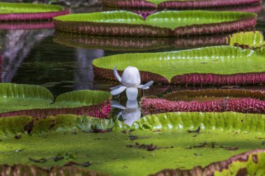 Mauritius Adası 'ndaki botanik bahçesinde dev bir nilüfer çiçeği. Victoria amazonica ya da Victoria regia, kapatın.