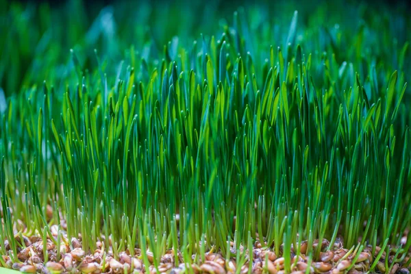 背景为绿色发芽的麦粒 健康食品概念 生长在土壤中的绿色小麦幼苗 小麦的绿叶 — 图库照片