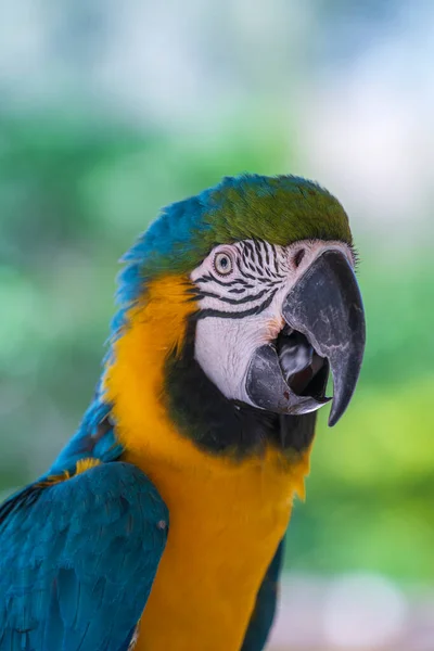 自然の中で青と黄色のマコーオウムの鳥の閉鎖顔 — ストック写真